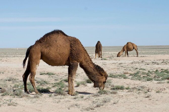 2 Days Private Tour To Aral Sea from Nukus. - From Nukus through Khojely and Kungrad