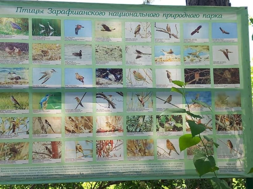 Bird Watching Tours in Samarkand - Zeravshan reserve and the tugai woods