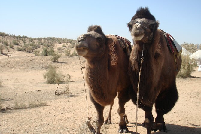 Desert Yurt Camp tour - 2 days (shared) - Arriving at the Kyzylkum Desert yurt camp