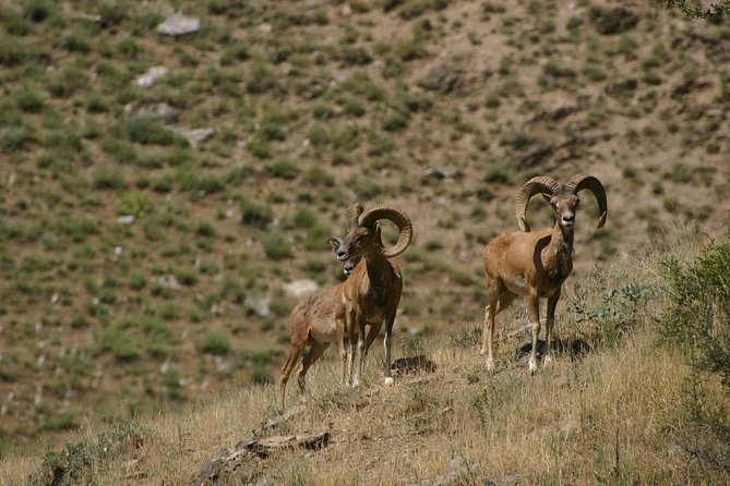 Hiking tour to Hayat, Uhum and Asraf villages – 4 days - Day 3: Ukhum to Asraf with luggage carried by donkeys