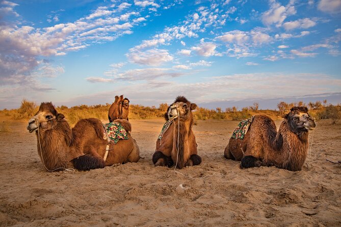 Transfer from Khiva to Bukhara by Fortresses - A smart way to cross the Kyzylkum Desert